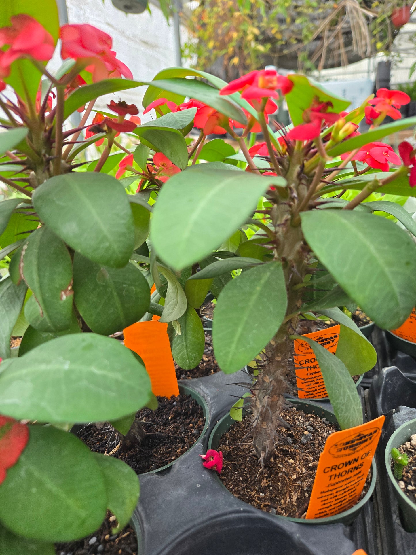 Euphorbia milii --Crown of Thorns--