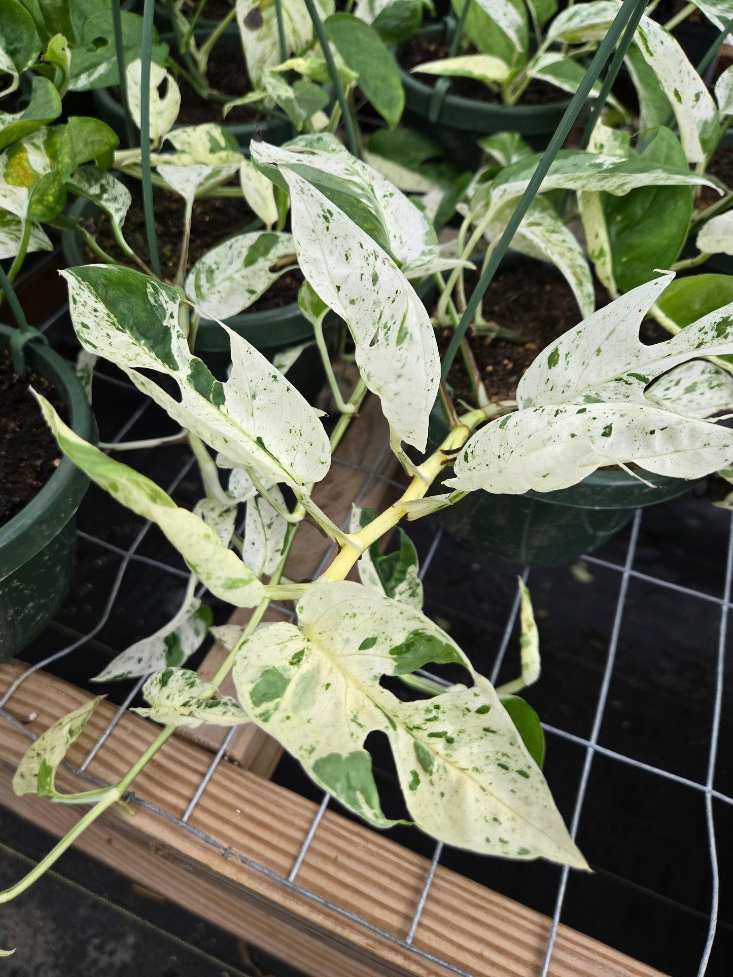 Epipremnum pinnatum --Marble Pothos--