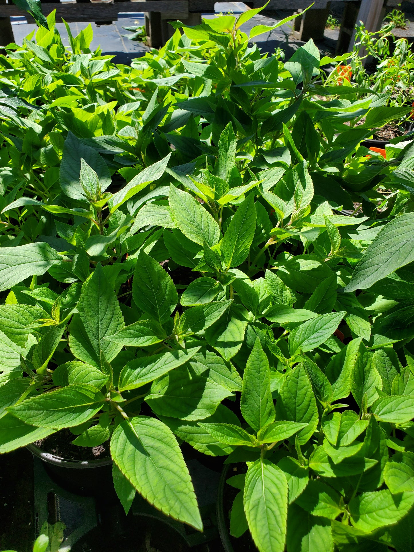 Salvia elegans --Pineapple Sage--