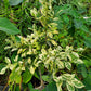 Ficus retusa-nitida 'Variegata' --Variegated Laurel Fig--