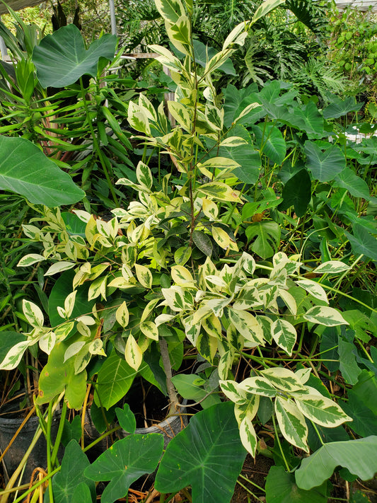 Ficus retusa-nitida 'Variegata' --Variegated Laurel Fig--