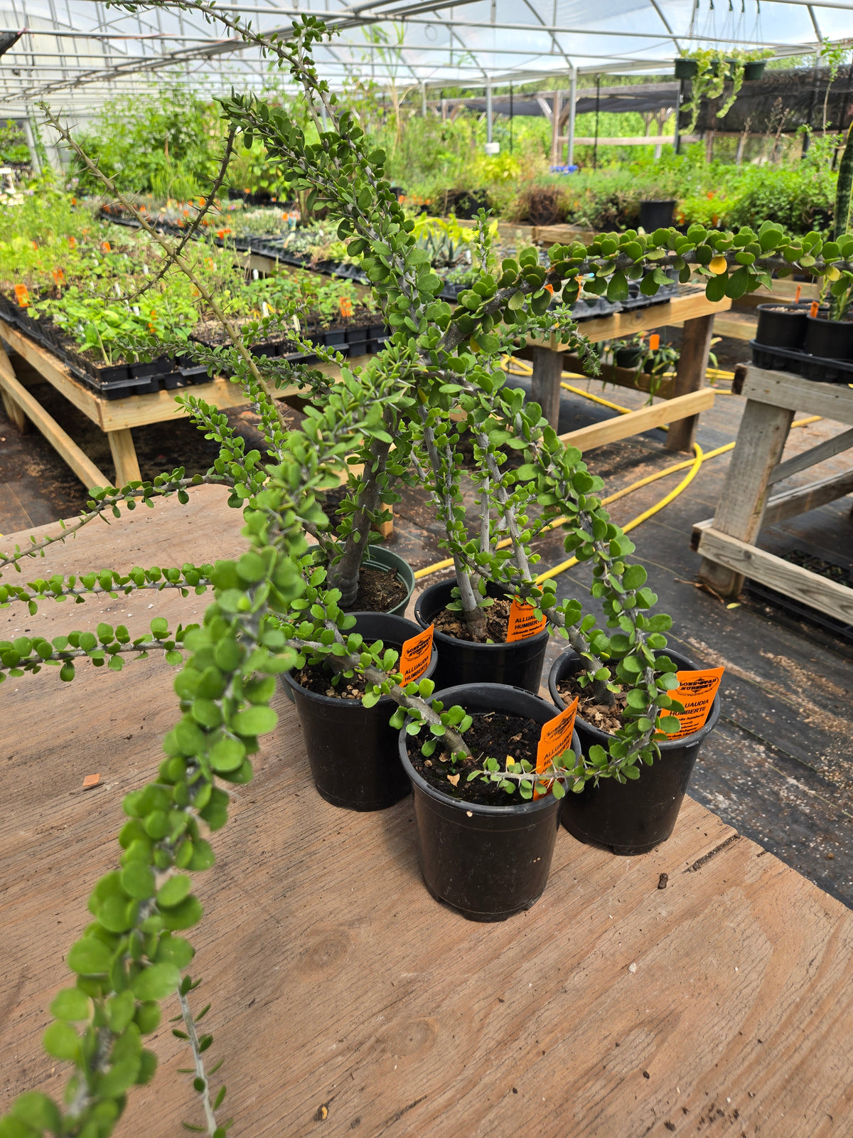 Alluaudia humbertii
