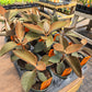 Kalanchoe orgyalis 'Copper Spoons'