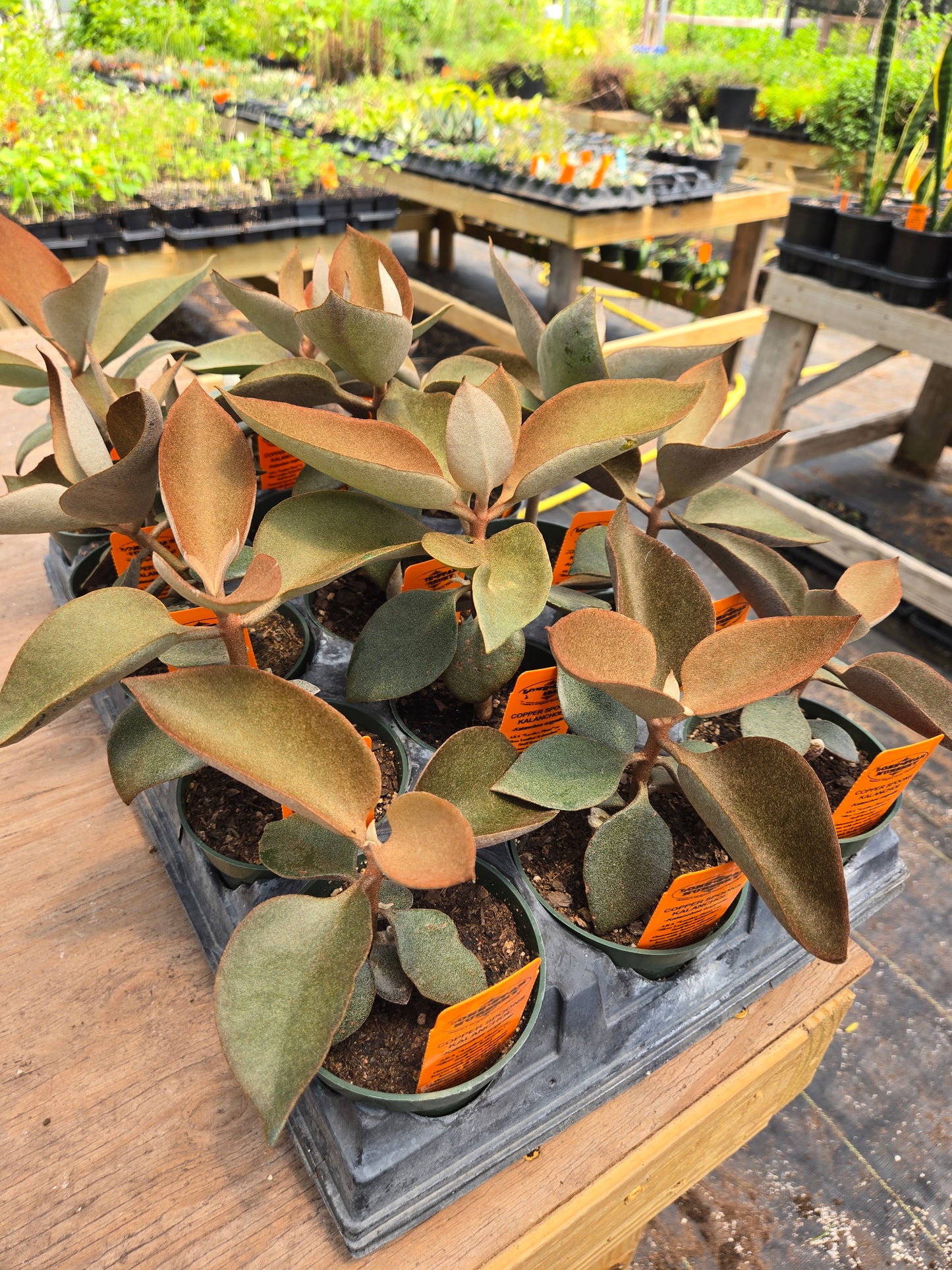 Kalanchoe orgyalis 'Copper Spoons'