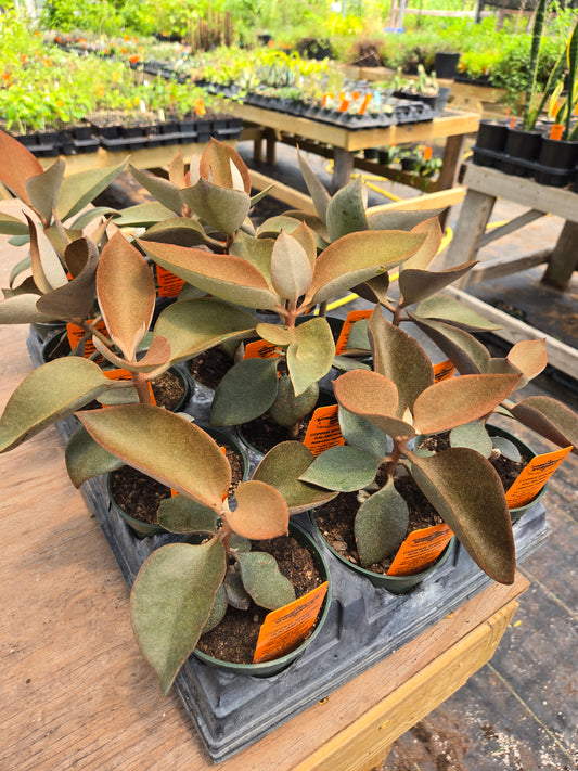 Kalanchoe orgyalis 'Copper Spoons'
