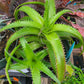 Bright orange agave-like plant with long slender leaves with spikes down both sides of each leaf