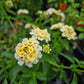 Lantana camara --Cream Spreading Lantana--