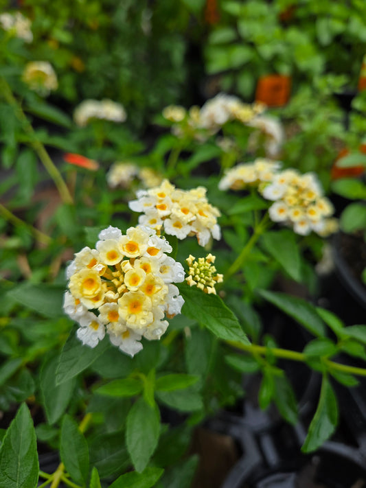 Lantana camara --Cream Spreading Lantana--