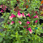 Salvia greggii --Rose and Cream Bicolor Autumn Sage--
