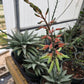Gasteraloe 'Silver Swirls'