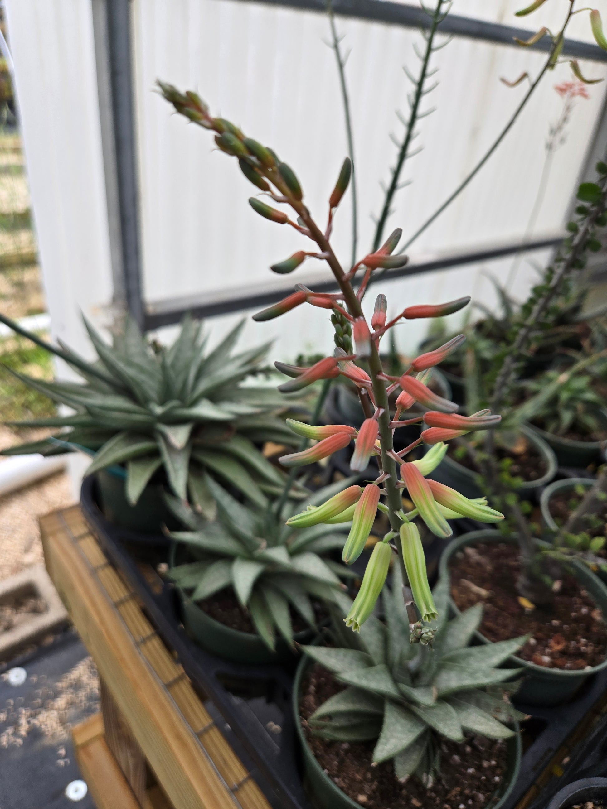 Gasteraloe 'Silver Swirls'