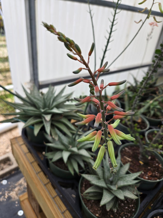 Gasteraloe 'Silver Swirls'
