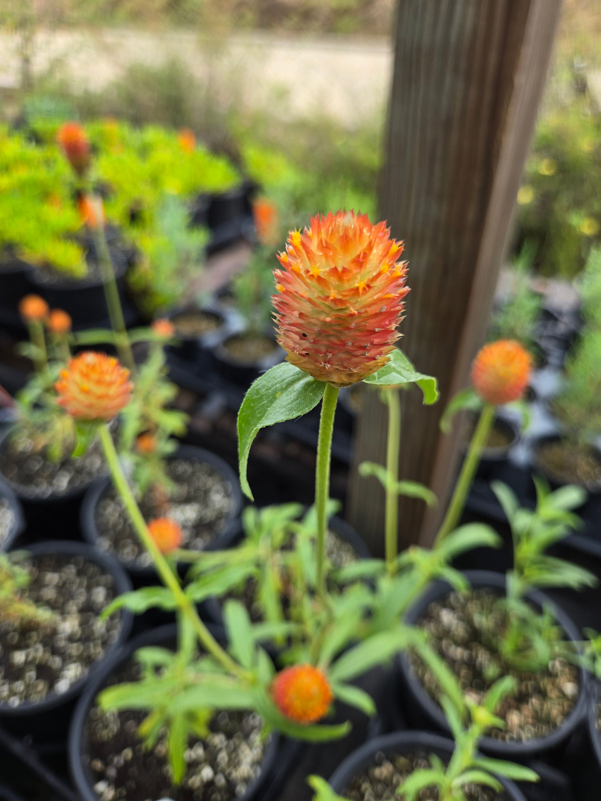 Gomphrena haageana --Rio Grande Amaranth--