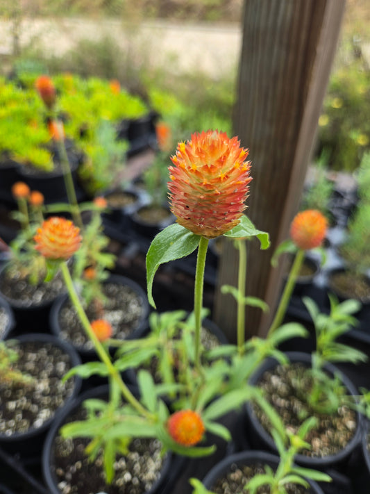 Gomphrena haageana --Rio Grande Amaranth--
