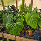 Philodendron gloriosum x. --McDowell Philodendron--
