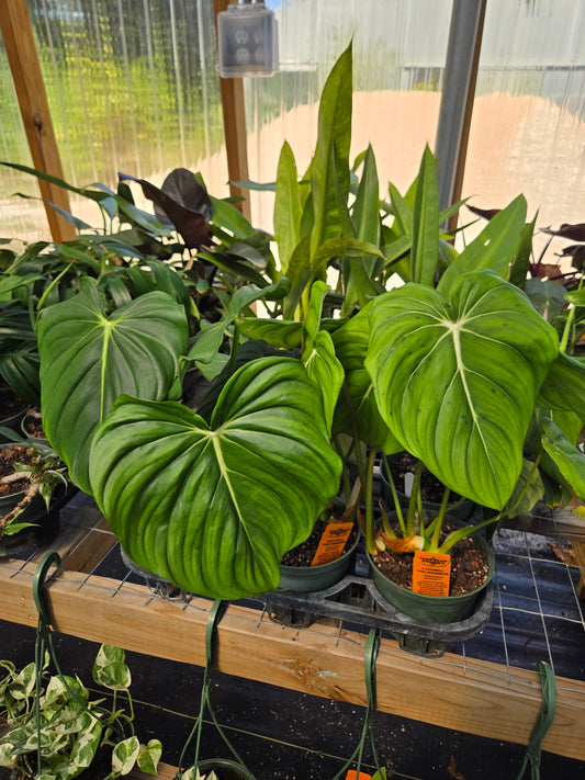 Philodendron gloriosum x. --McDowell Philodendron--