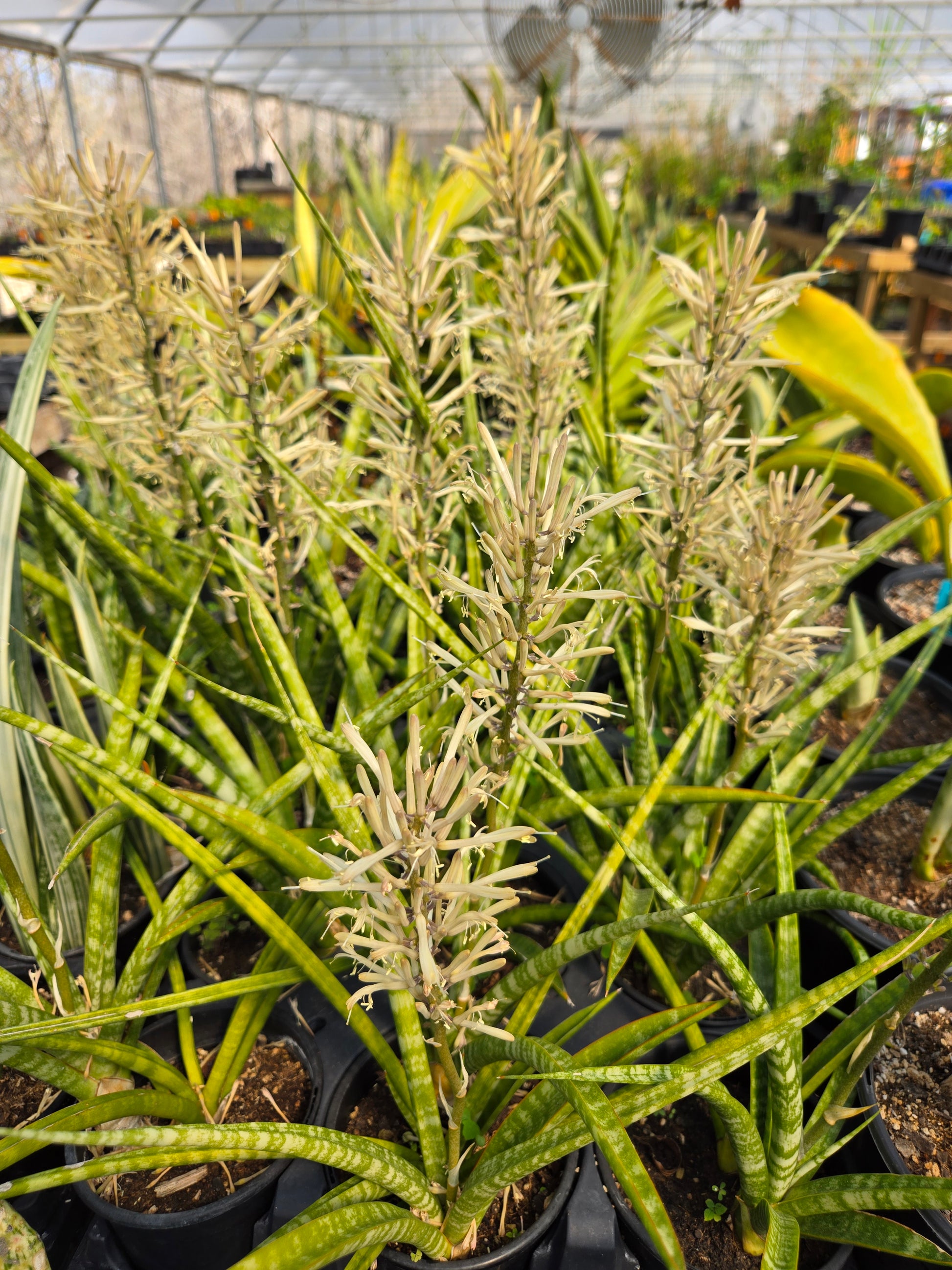 different types of snake plant Sansevieria --Fernwood Punk Snake Plant--