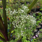 Eupatorium hyssopifolium --Hyssop-leaved Boneset--
