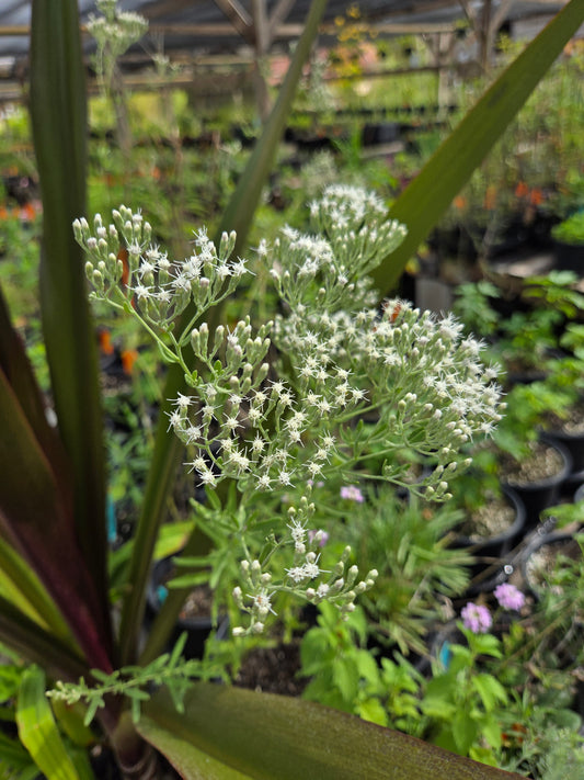 Eupatorium hyssopifolium --Hyssop-leaved Boneset--