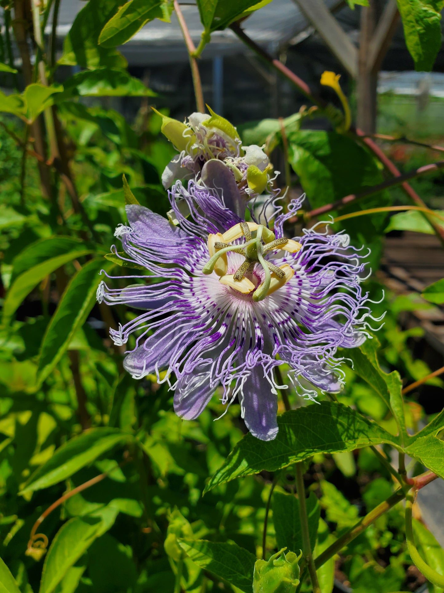 PASSIONFLOWER 'Maypop' --Passiflora incarnata--