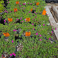 Portulaca pilosa --Pink Purslane--
