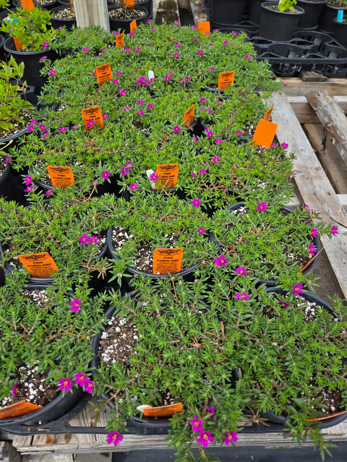 Portulaca pilosa --Pink Purslane--