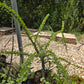 Alluaudia humbertii