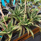 Gasteraloe 'Limpopo'