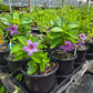 Mandevilla x. --Blue Violet Mandevilla--