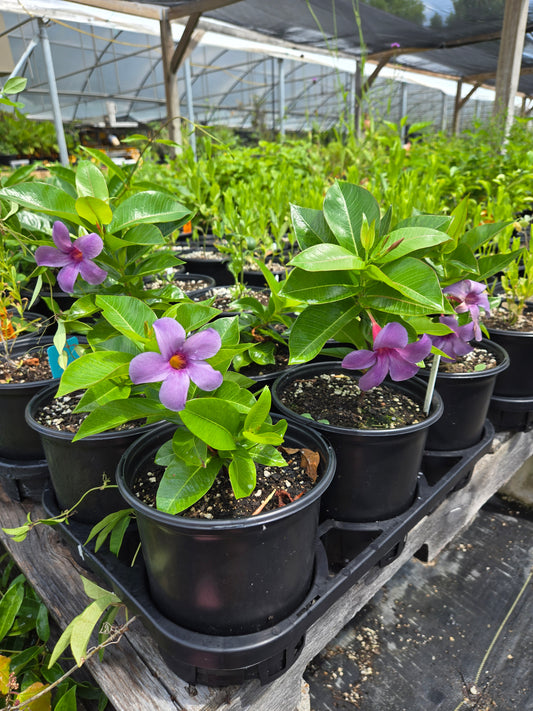 Mandevilla x. --Blue Violet Mandevilla--