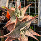 Aloe deltoideodonta 'Delta Lights'