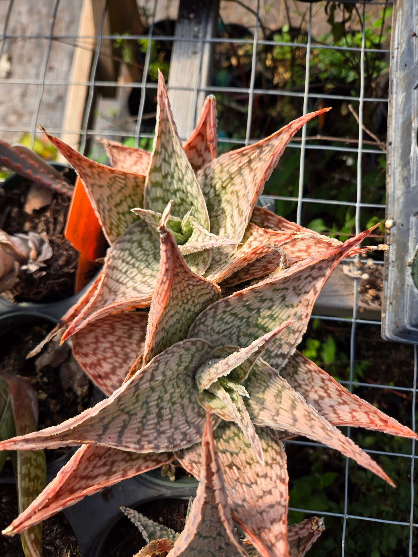 Aloe deltoideodonta 'Delta Lights'