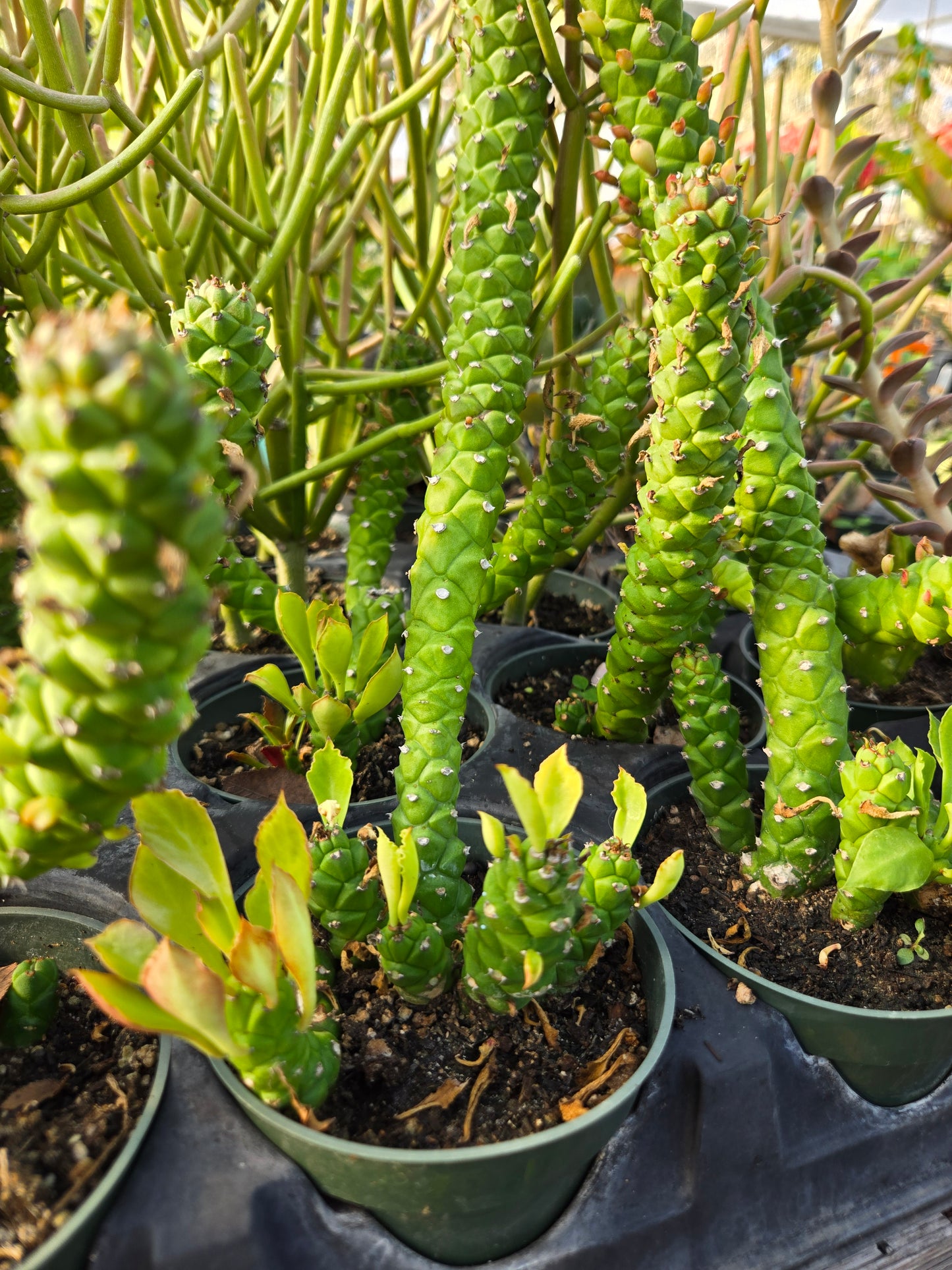 Monadenium stapelioides