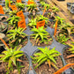 Aloe jucunda