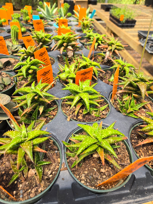 Aloe jucunda