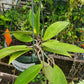 Hoya parasitica var. green