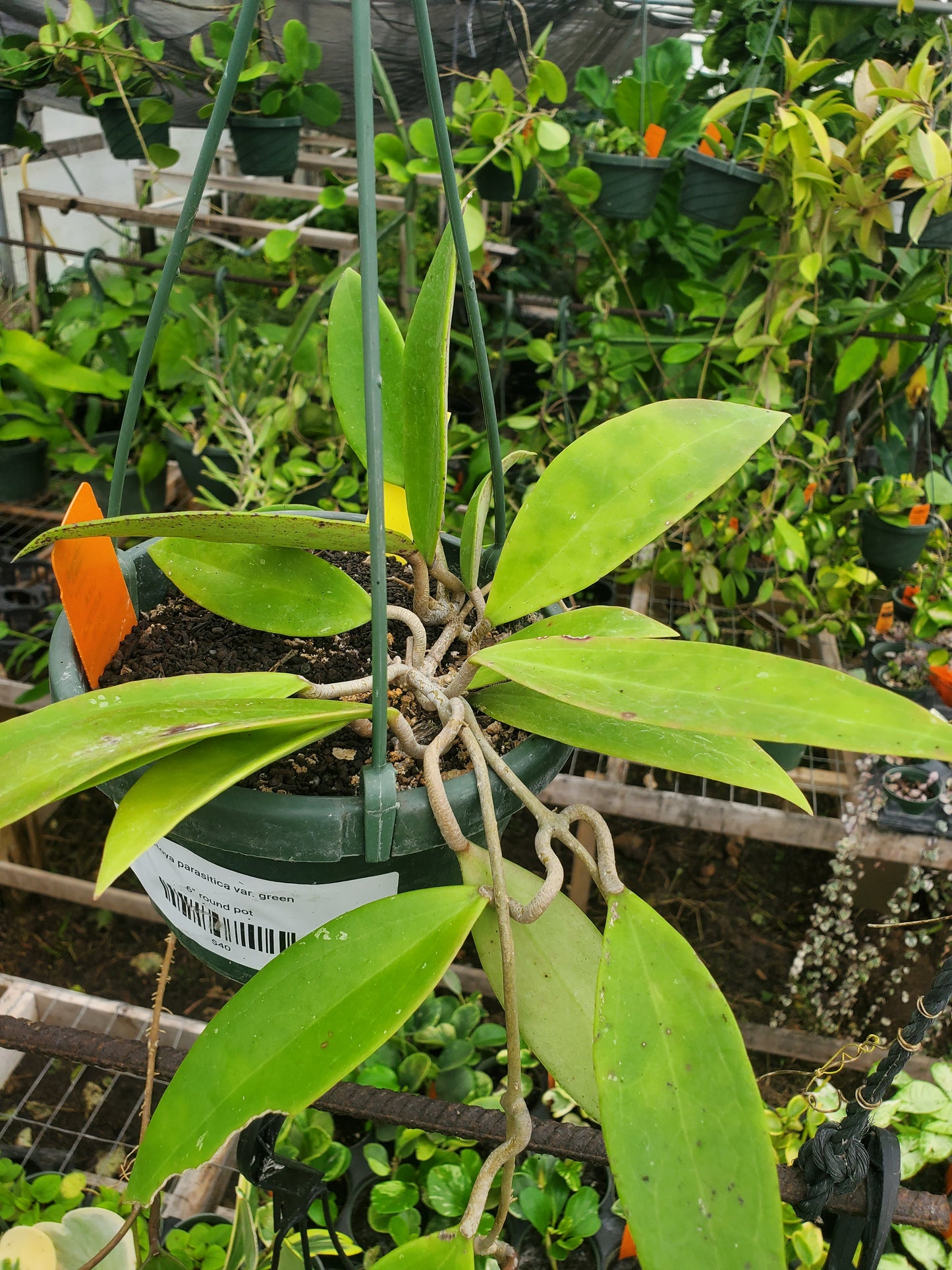 Hoya parasitica var. green