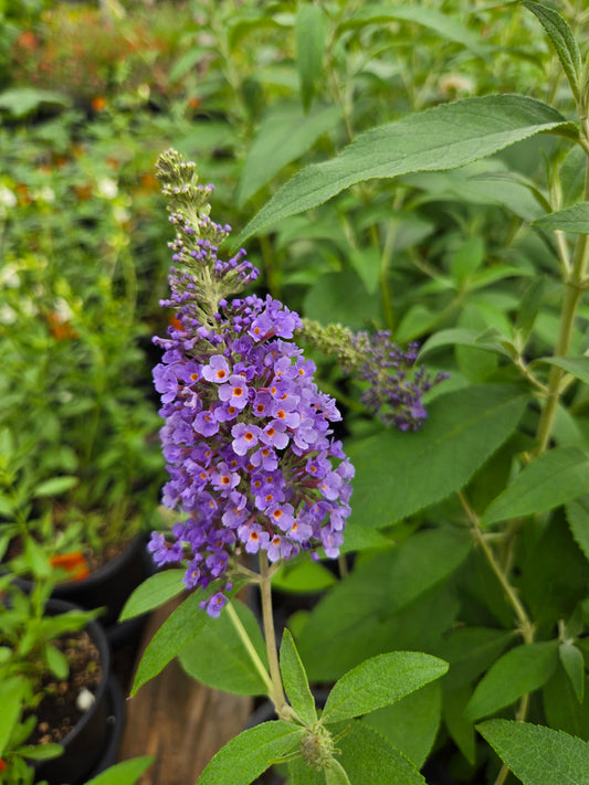 Buddleja davidii --Ellen's Blue Butterfly Bush--