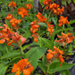 Canna x --Orange Canna--