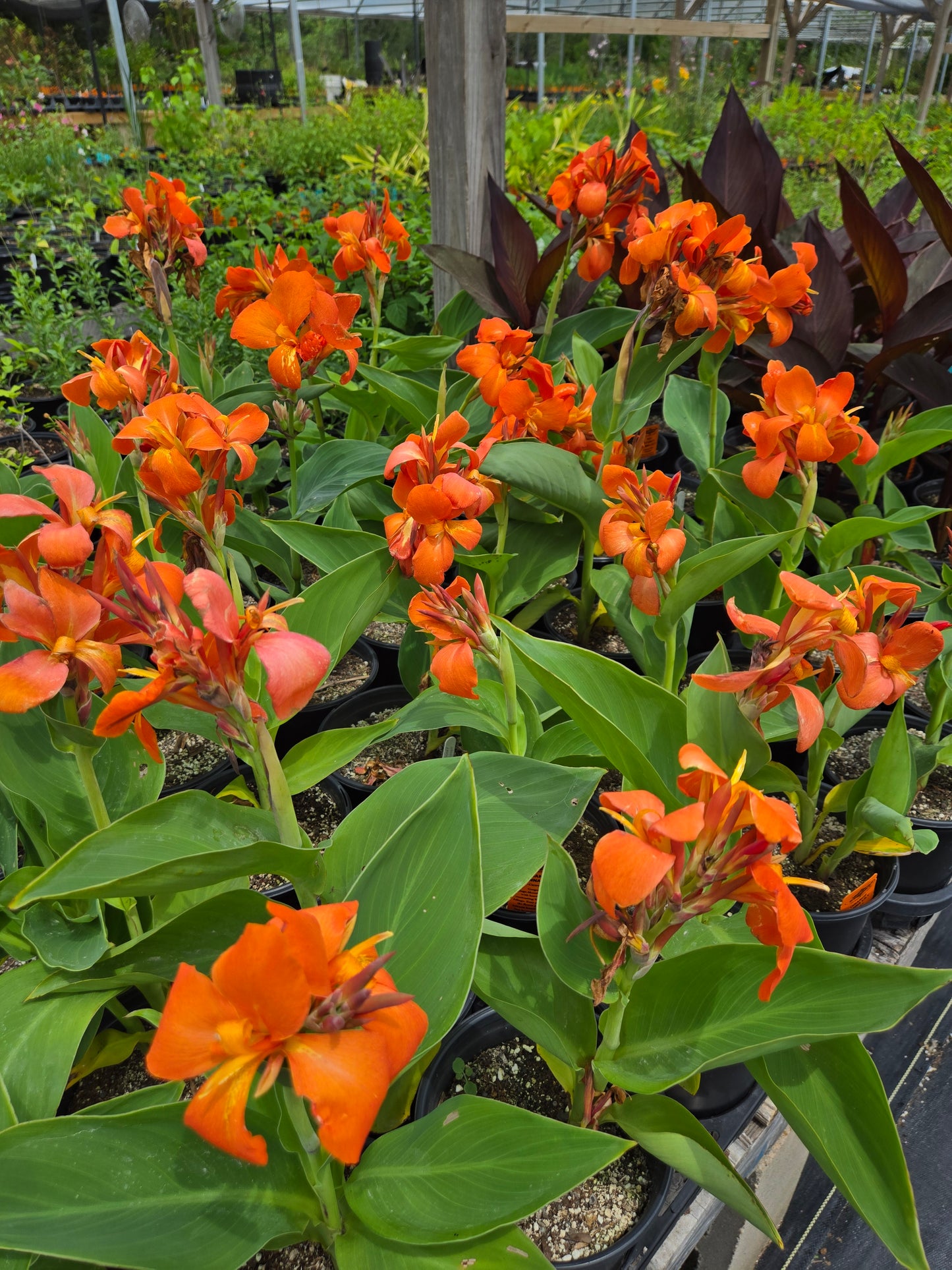 Canna x --Orange Canna--