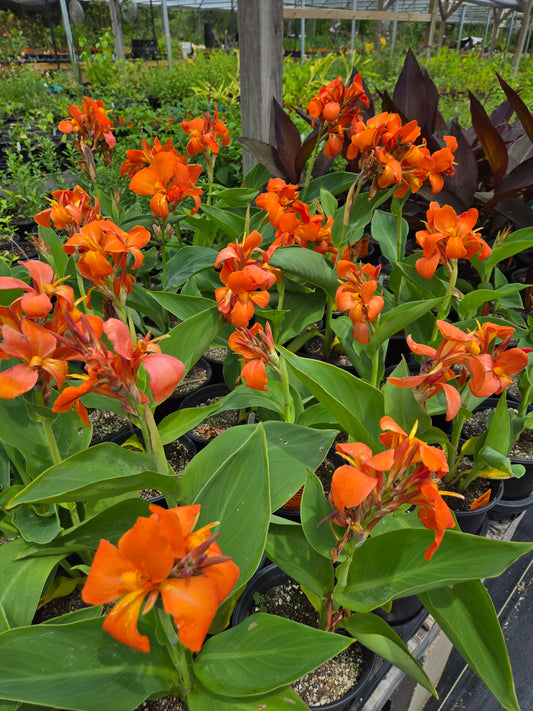 Canna x --Orange Canna--