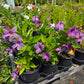 Mandevilla x. --Blue Violet Mandevilla--