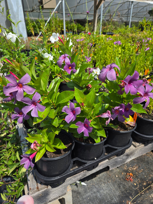 Mandevilla x. --Blue Violet Mandevilla--