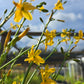 Echeandia texensis --Texas Shooting Star Lily--