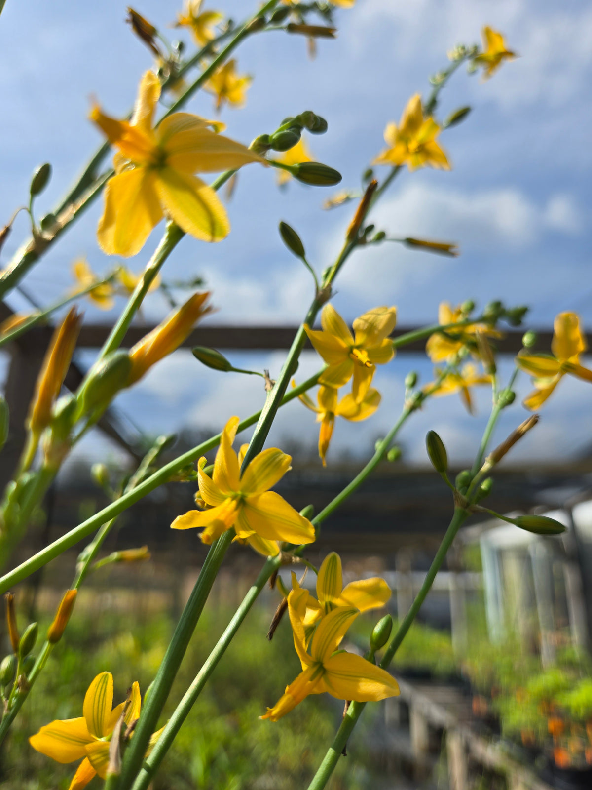 Echeandia texensis --Texas Shooting Star Lily--