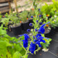 Salvia sagittata --Arrowleaf Sage--