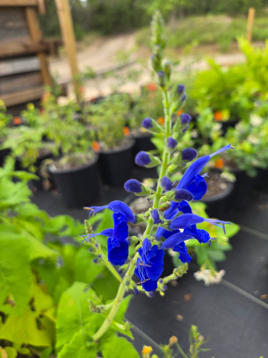 Salvia sagittata --Arrowleaf Sage--