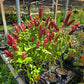 Justicia brandegeana --Red Shrimp Plant--