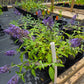 Buddleja davidii --Ellen's Blue Butterfly Bush--
