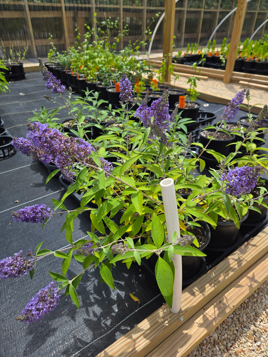 Buddleja davidii --Ellen's Blue Butterfly Bush--